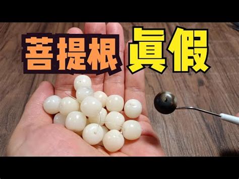 綠菩提功效|揭開綠菩提根神秘面紗